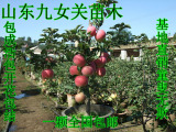 阳台室内结果花卉绿植矮化苹果树苗红富士南北方种植盆景盆栽地栽