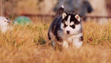 出售纯种西伯利亚雪橇犬/赛级三把火 双蓝眼哈士奇幼犬宠物狗狗44