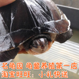 正宗越南种石金钱龟 种龟  活体 全冷水养殖南石金钱龟 下蛋种龟