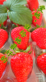 爆款新鲜有机奶油草莓红颜北京昌平特产第三届农业嘉年华获奖产品