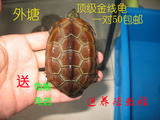 外塘金钱草龟宠物金线宠物乌龟活体  龟苗7-8厘米外塘 送龟粮
