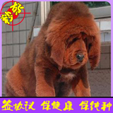 正规狗场专业繁殖纯种大狮头大骨量藏獒活体幼犬出售可送货刷卡8