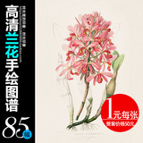 s107精选高清兰花手绘图谱 装饰画喷绘画芯图片 花卉植物素材图库