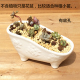 浴缸白陶瓷多肉花盆多肉组合移植物盆栽韩国花盆办公