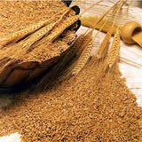 有机 五谷杂粮 粗粮 小麦粒 小麦种子 可发芽 非转基因 250g 包邮