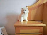 出售纯种微笑天使萨摩耶犬/赛级雪橇犬A雪白色澳版幼犬宠物狗狗75