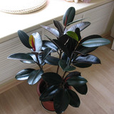 室内客厅绿植花卉盆栽 观叶绿色植物 黑金刚 橡皮树 吸甲醛