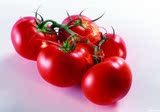 新鲜水果 美白 圣女果 串红 小番茄 小柿子 沙拉料理  500g