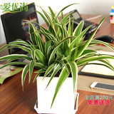 爱优尚金边吊兰盆栽绿植办公桌室内客厅植物净化空气上海杭州送花