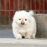 出售纯种北京京巴幼犬赛级宫廷犬超可爱长不大雪白的宠物狗狗1