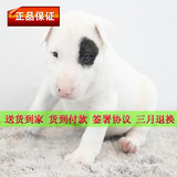 赛级纯种牛头梗犬幼犬出售标准迷你海盗眼纯白宠物狗家养活体K001