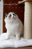 艾米丝 布偶小猫展示 豆沙 海豹双色DD 宠物级 已预定