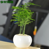 花卉小盆栽文竹 室内办公桌面迷你植物水培绿植净化空气