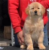 金毛幼犬出售纯种金毛狗导盲犬黄金猎犬大头宽嘴活体金毛狗92