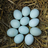 正宗农家土鸡蛋散养纯天然绿壳鸡蛋柴鸡蛋有机蛋乌鸡蛋30枚装包邮