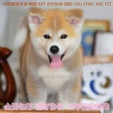 北京纯种秋田犬幼犬出售赛级双血统美系日本柴犬 健康家养宠物狗
