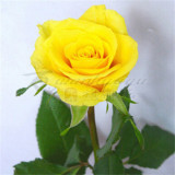 【黄玫瑰】玫瑰花苗客厅阳台花卉绿植盆景植物赛蔷薇月季花苗