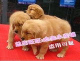 重庆出售金毛狗狗纯种金毛幼犬导盲犬寻回猎犬大型犬宠物狗狗60