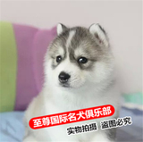 蓝眼哈士奇犬幼犬 出售活体宠物狗纯种血统家养哈士奇雪橇犬幼犬
