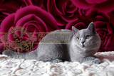 【DK名猫】英短蓝猫 英国短毛猫 纯种赛级大种公十月龄无折耳基因