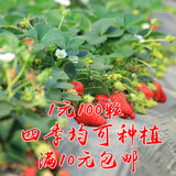 10元包邮阳台盆栽春播蔬菜种子四季牛奶草莓种子菜种子批发100粒