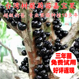 包邮葡萄树苗树葡萄苗台湾嘉宝果树苗盆栽水果南北方种植当年结果