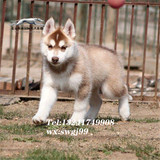 纯种西伯利亚雪撬犬可爱哈士奇小幼犬包邮 宠物狗出售▲赛威名犬