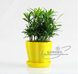 办公室桌面绿植 大叶罗汉松 创意小型迷你盆栽净化空气防辐射植物
