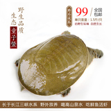 【三峡鱼】长江生态甲鱼中华鳖野外放养王八2年1.5斤左右活体包邮