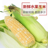 云南水果玉米新鲜甜玉米棒粒8斤 新鲜蔬菜脆甜玉米特价促销