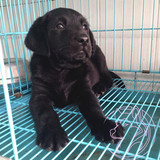 专业CKU犬舍出售黑色拉布拉多幼犬支持支付宝