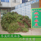 广西岑溪软枝油茶树苗 二年实生苗 高产稳产早实 100株起售