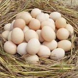 固始潢川月子笨鸡蛋土鸡蛋农家散养新鲜孕妇草鸡蛋柴鸡蛋30个包邮