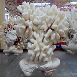 天然大海螺贝壳 DIY 白珊瑚摆件 家庭办公室酒店装饰必备 招财树
