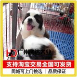 支持淘宝交易出售巨型圣伯纳犬纯种圣伯纳幼犬救援犬 狗狗 宠物狗