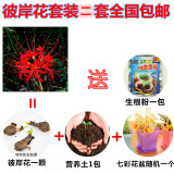 盆栽花卉彼岸花种球红花石蒜花-曼珠沙华曼陀罗种子含盆套餐