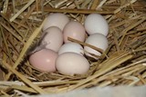 陕西九嵕山农家纯天然生态散养新鲜土鸡蛋 60枚