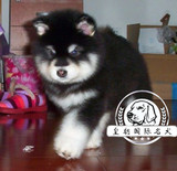 纯种赛级血统黑色阿拉斯加雪橇犬幼犬 出售 阿拉斯加宠物狗活体