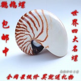 四大名螺 鹦鹉螺 天然贝壳 大海螺 标本螺 收藏螺 地中海装