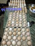 纯种越南斗鸡种蛋/ 斗鸡受精蛋/中原斗鸡蛋/受精率92%以上