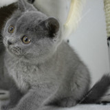 蓝猫 猫咪 小猫 宠物猫 短毛猫 英短 活体 立耳 英国短毛猫