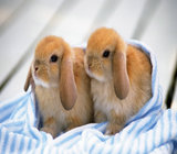 宠物兔子活体 垂耳兔 迷你兔 公主兔  熊猫兔 送粮食 小白兔宝宝