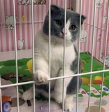 T.M天猫猫舍宠物猫活体纯种折耳猫英短蓝白猫小猫公猫（已去新家