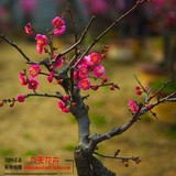 九天花卉 梅花树苗乌梅( 朱砂梅) 室内盆栽红梅树桩盆景包成活