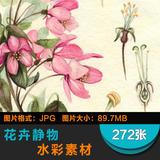 【A48】欧美插画师花卉植物水彩画 彩铅手绘临摹素材图