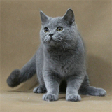 超级可爱宠物猫活体英国短毛猫圆脸英短蓝猫幼猫