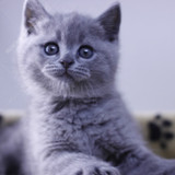 蓝猫 猫咪 小猫 宠物猫 短毛猫 英短 活体 立耳 ＜售罄展示》