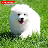 引进高品质纯种萨摩耶犬幼犬出售雪橇犬狗狗 适合家养的宠物狗