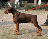 繁殖基地出售德系杜宾犬纯种幼犬 警犬护卫犬宠物狗