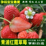 青浦红霞草莓 无公害农产品 新鲜有机水果3.5斤装 外环内免费送货